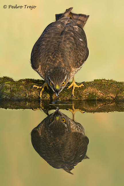 Gavilán (Accipiter nisus)